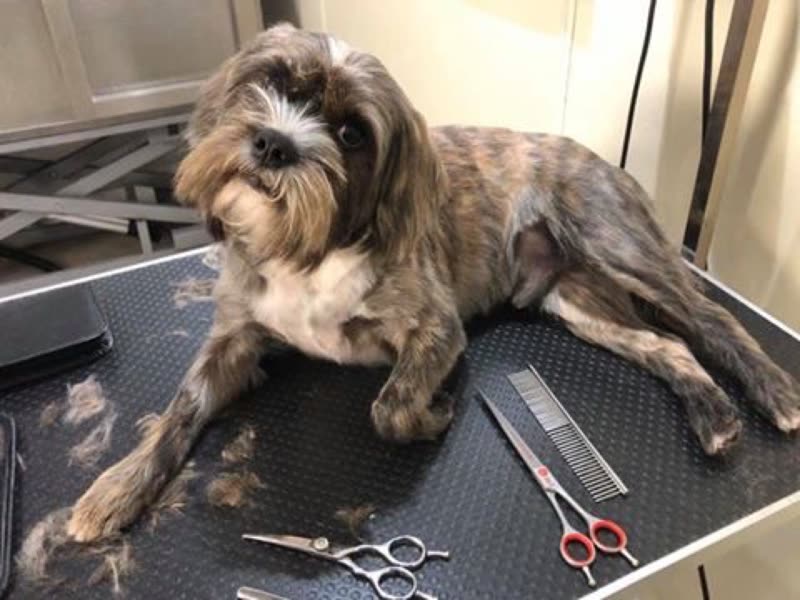 A small shaggy terrier-cross lying on the rubber-matted grooming table mid-groom, comb, thinning shears and scissors beside it