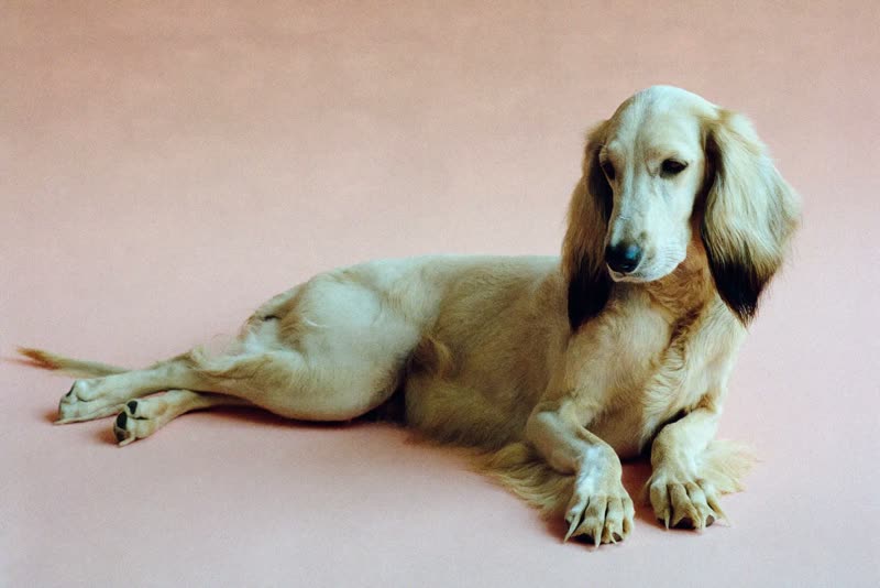 A long-coated dog relaxed after a groom
