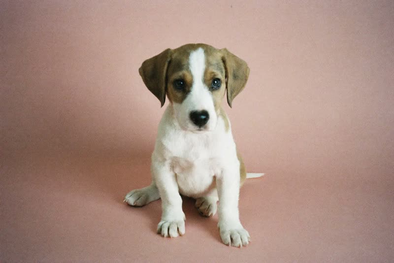 A puppy sitting on a plain pastel backdrop