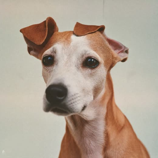 A small dog having its face and ears tidied