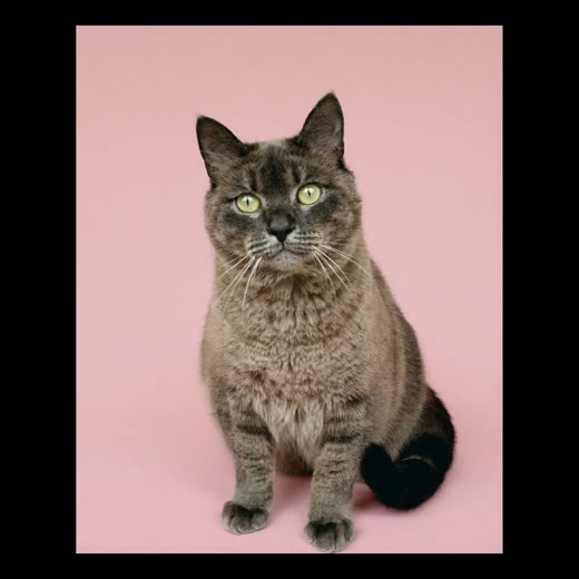 A calm cat with a freshly brushed coat
